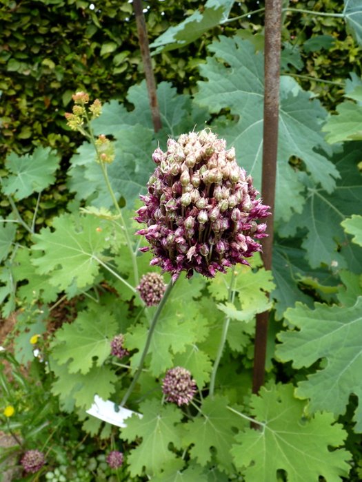 Allium sphaerocephalon